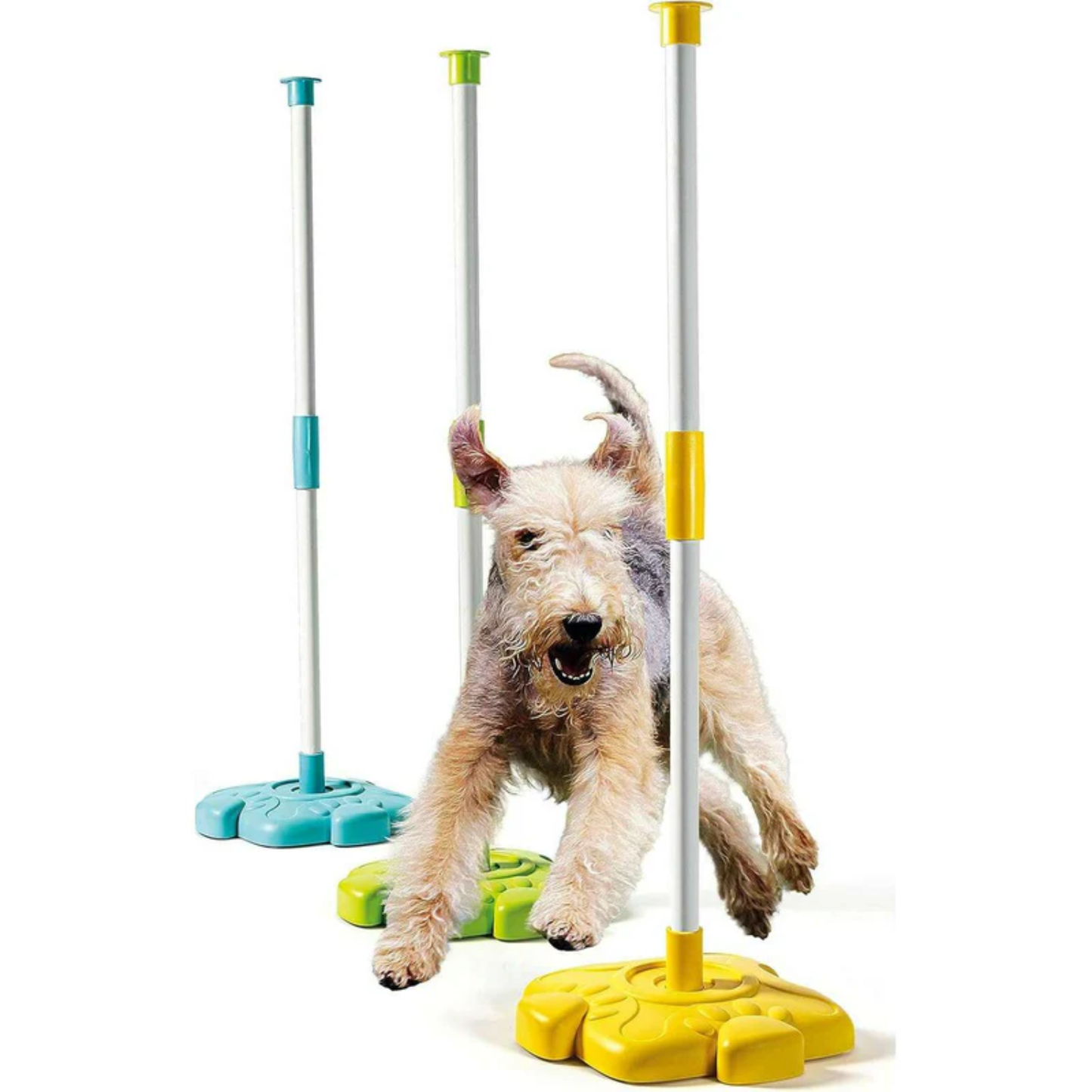 Science & Play - My 4-Legged Friends